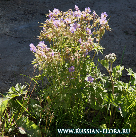 Герань луговая (Geranium pratense L.)